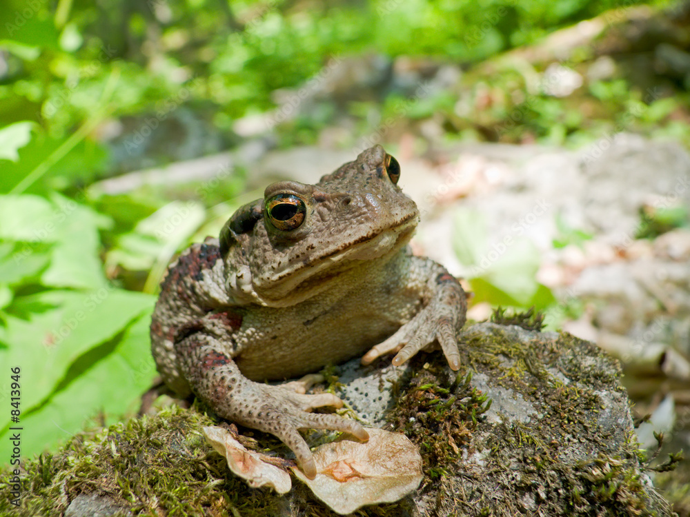 Far-eastern Toad (Bufo gargarizans) 7 Far-eastern Toad (Bufo gargarizans) 7