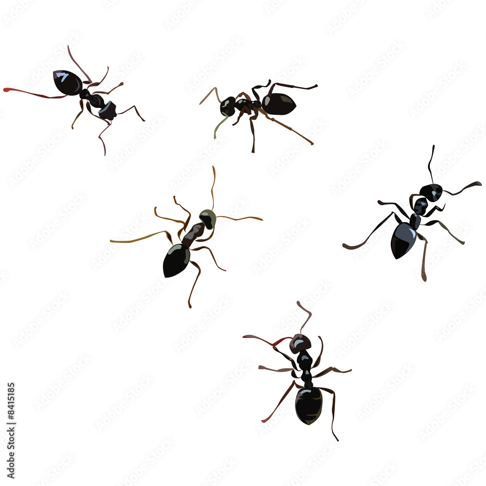 ants