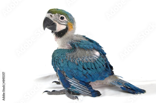 young baby macaw