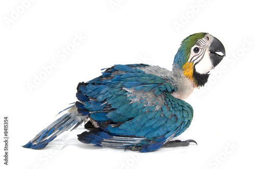baby macaw