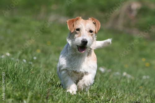 course Jack Russel terrier
