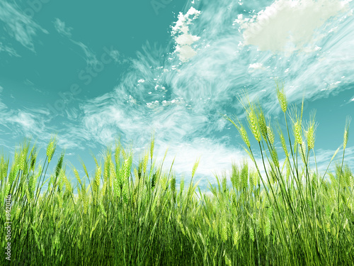 Wheat field