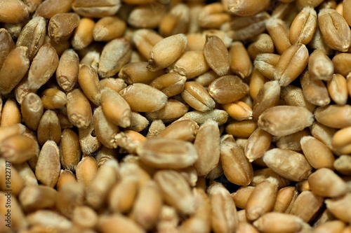 Seeds of wheat