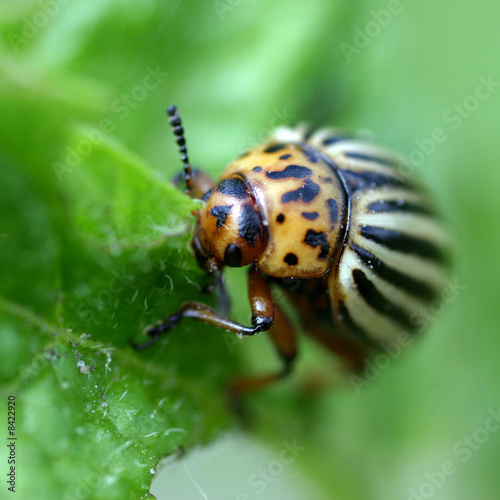 Colorado beetle © Igor Podgorny