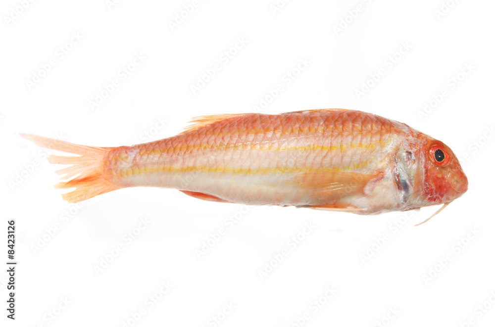 Obraz premium Red Mullet fish