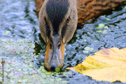 DUCK DRINKING photo