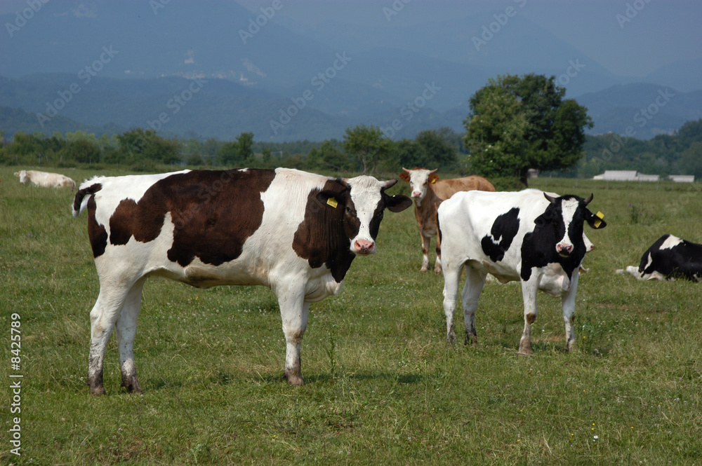 Mucca - Spilimbergo Friuli Mucca - Spilimbergo Friuli