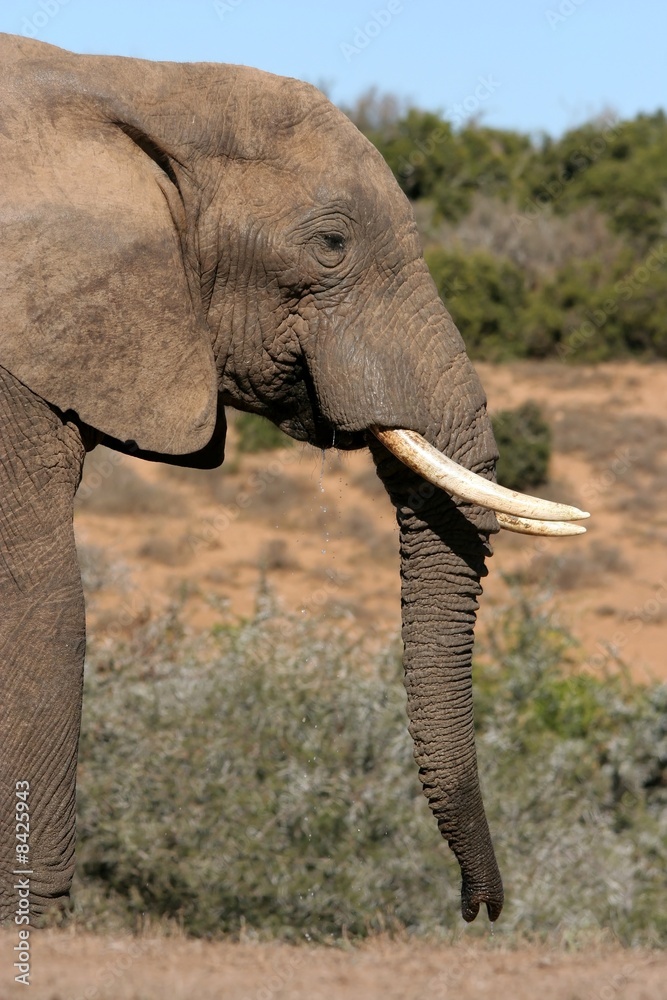 Obraz premium African Elephant Portrait