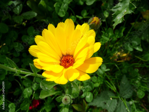 Yellow Flower In Garden 2