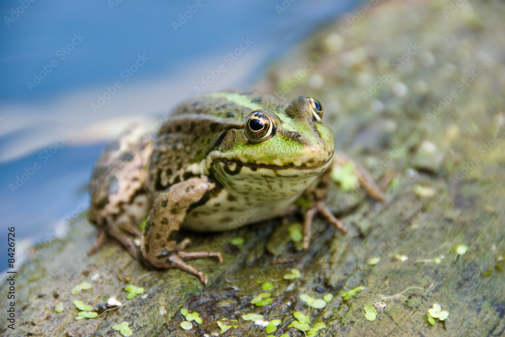 Frog Frog