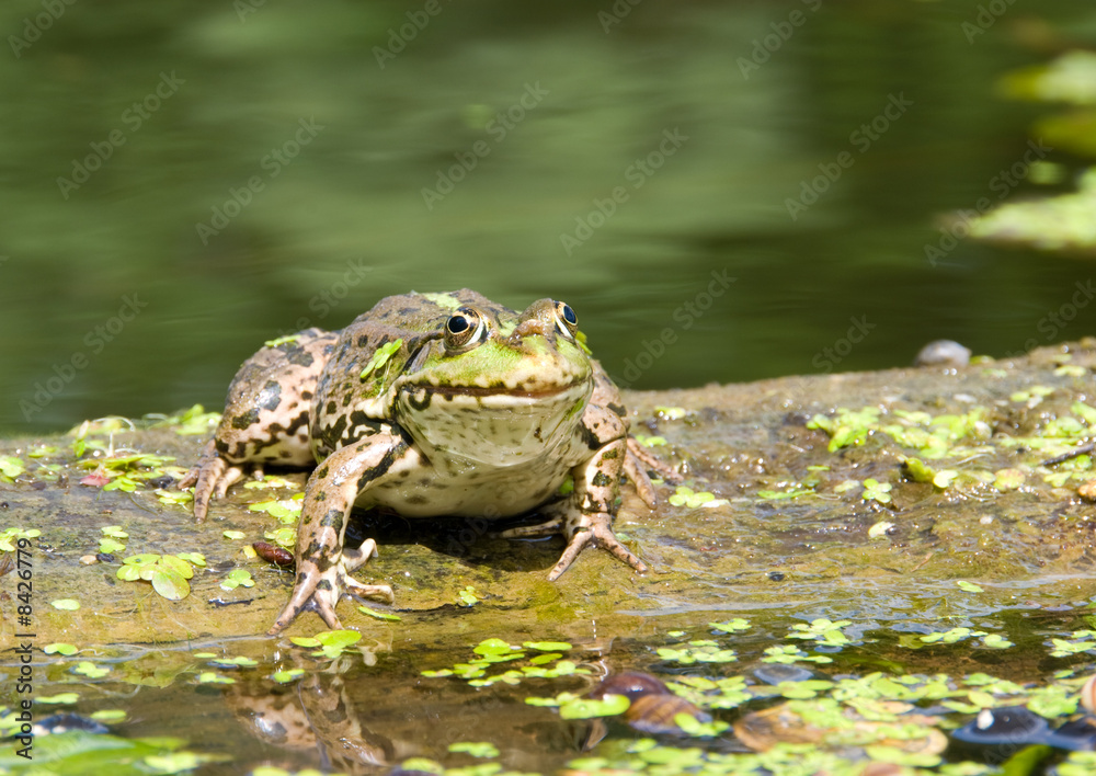 Frog