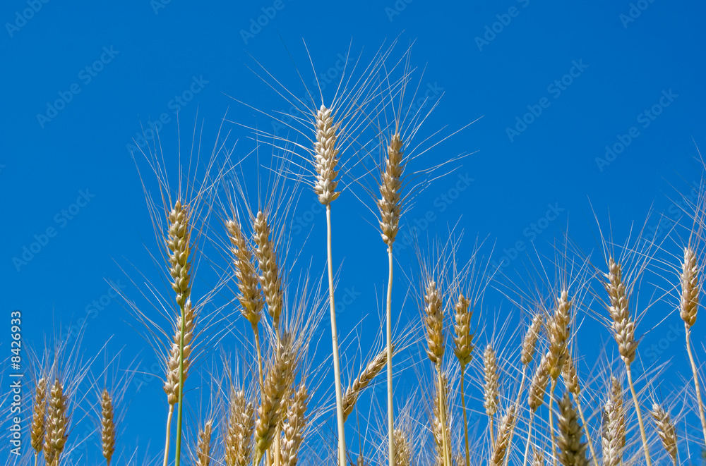 Wheat Wheat