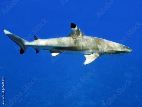 requin pointe noire-black tip shark