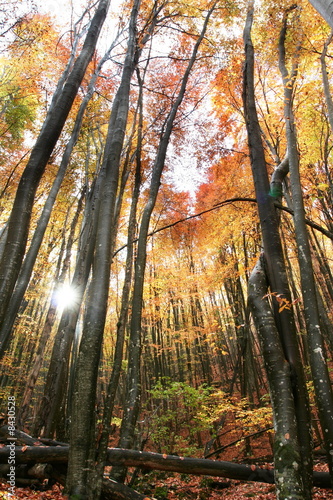 Autumn tree