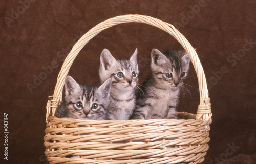chaton panier  Bengale