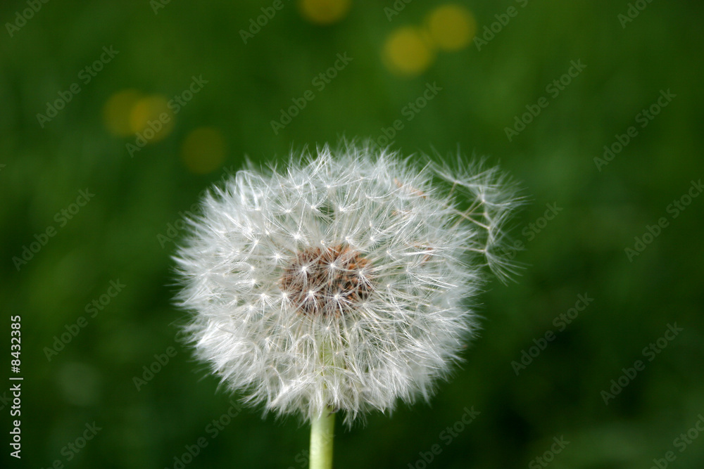 dandelion and seeds dandelion and seeds