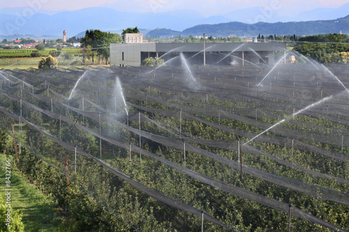 irrigazione del frutteto
