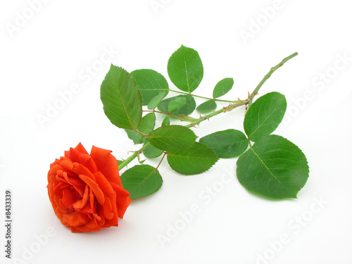 Fototapeta Naklejka Na Ścianę i Meble -  Red rose, symbol of romance