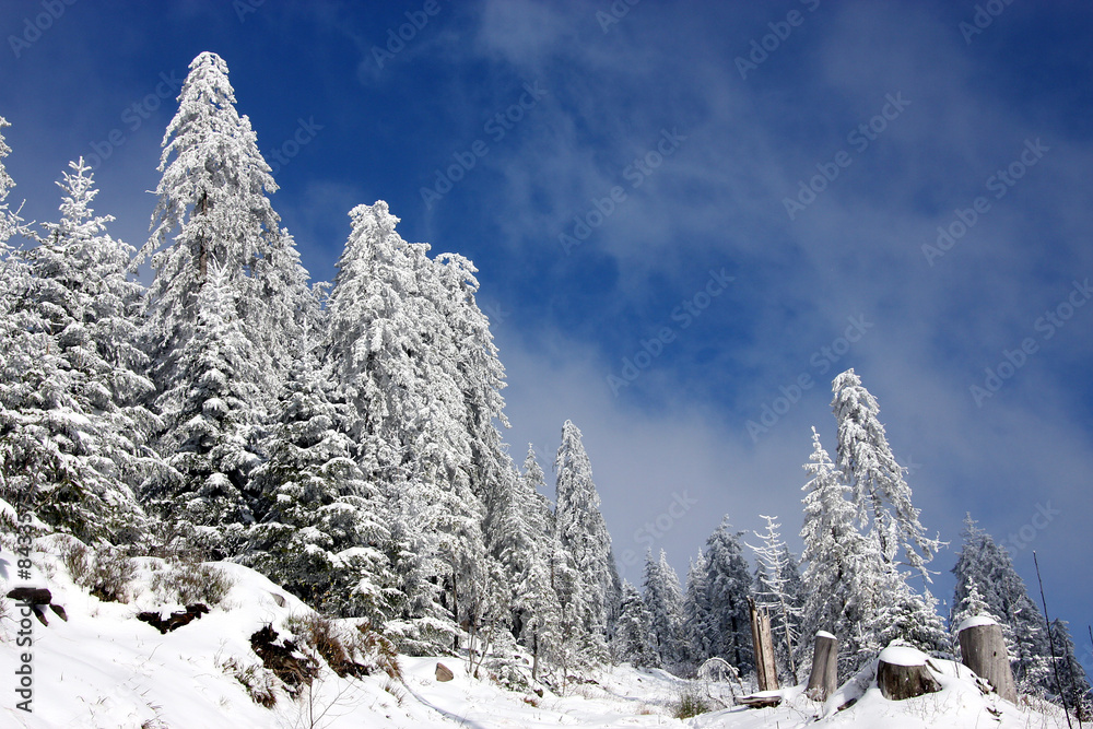 Fototapeta premium Winterlandschaft
