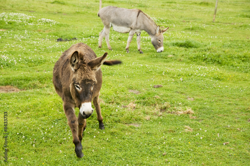 Donkeys in farmland