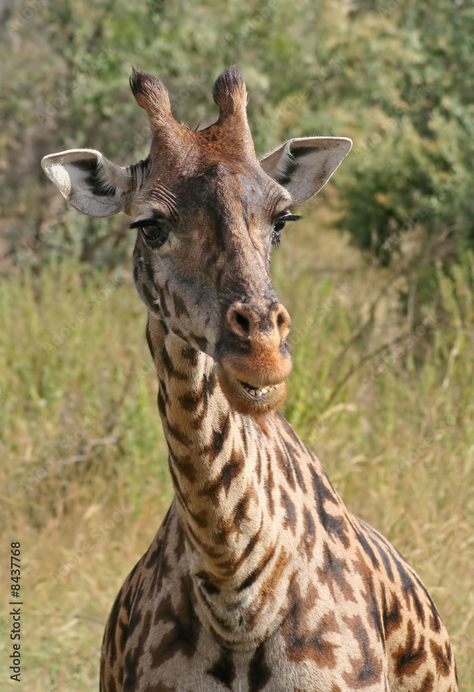 Giraffe in der Masai Mara, Kenia Giraffe in der Masai Mara, Kenia