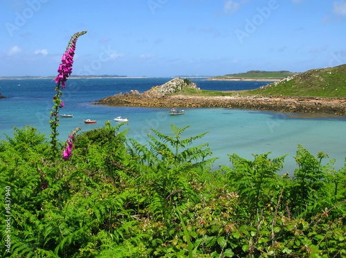 Wild foxglove and fern, St. Agnes and Gugh, Isles of Scilly. photo