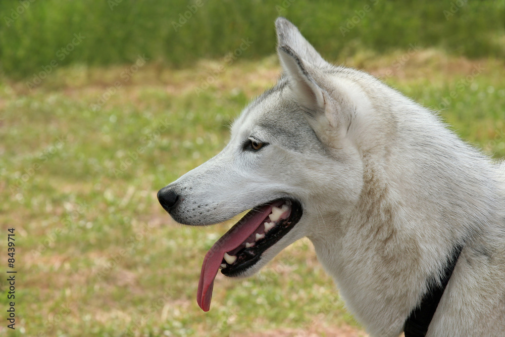 Obraz premium Husky Dog