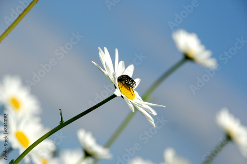 daisy flowerson sky background photo