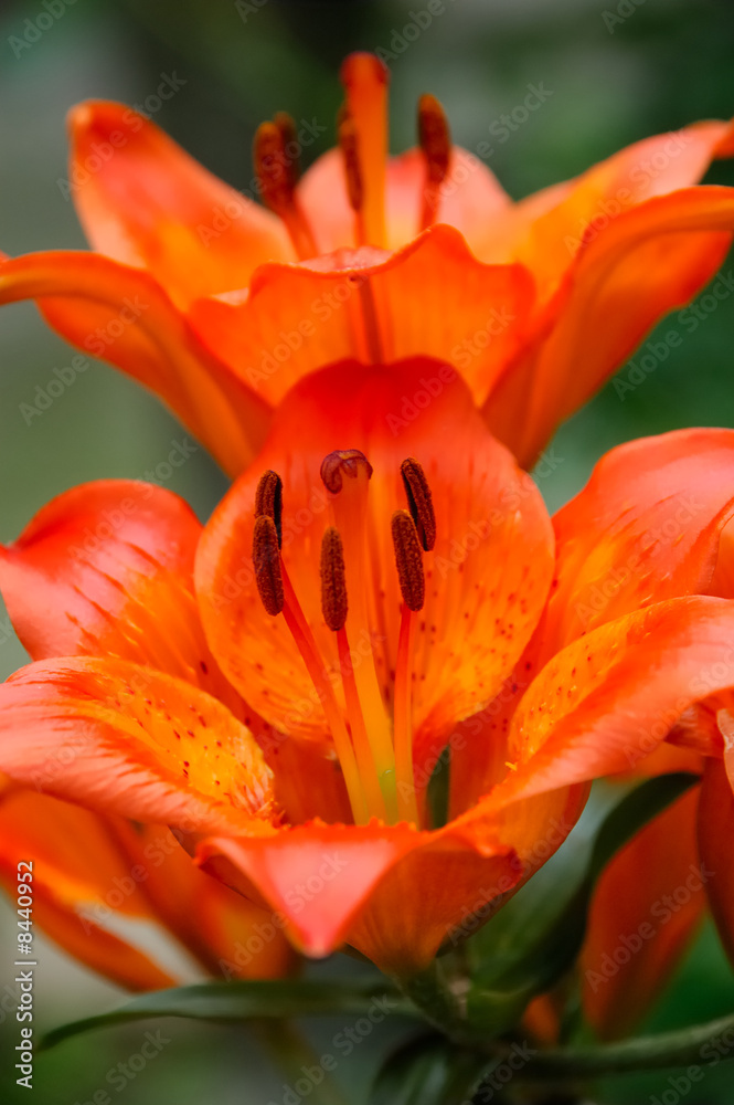 tiger lilly - Liliaceae Lilium bulbiferum tiger lilly - Liliaceae Lilium bulbiferum