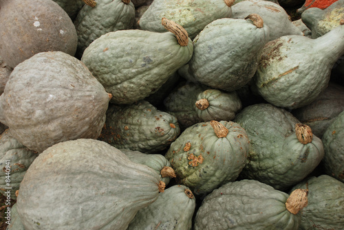 Hubbard Squash
