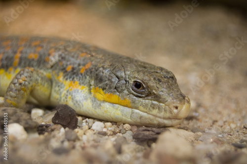 brown lizard