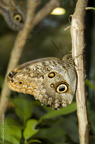 morpho peleides