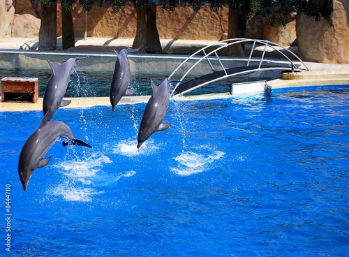 dauphins qui sautent