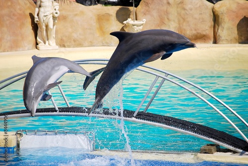 dauphins qui sautent