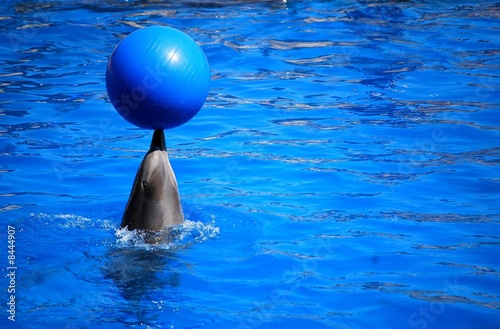 dauphin avec ballon