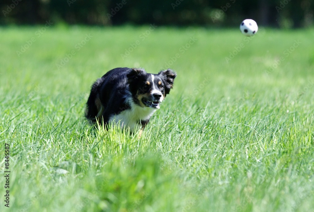 Hund und Ball Hund und Ball