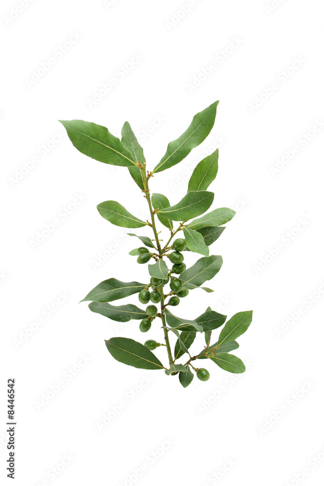 Branche de laurier Branche de laurier