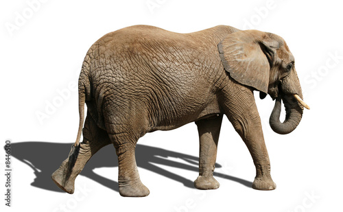 Isolated elephant