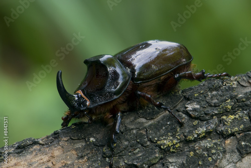beetle © mdalla