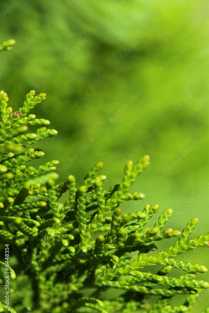 Obraz premium Floral frame