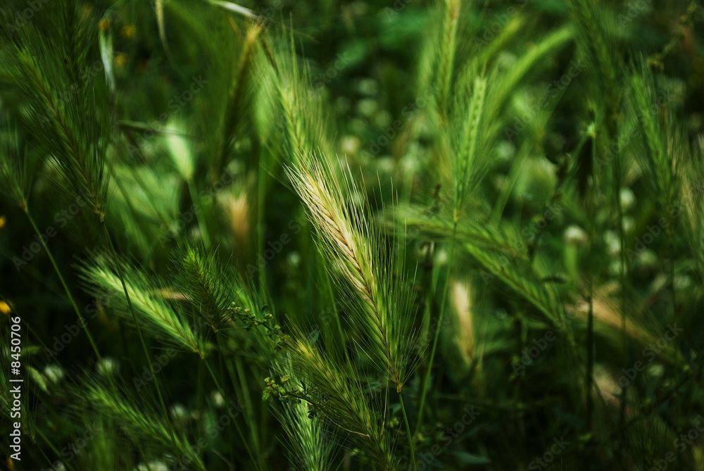 Green Plant Green Plant