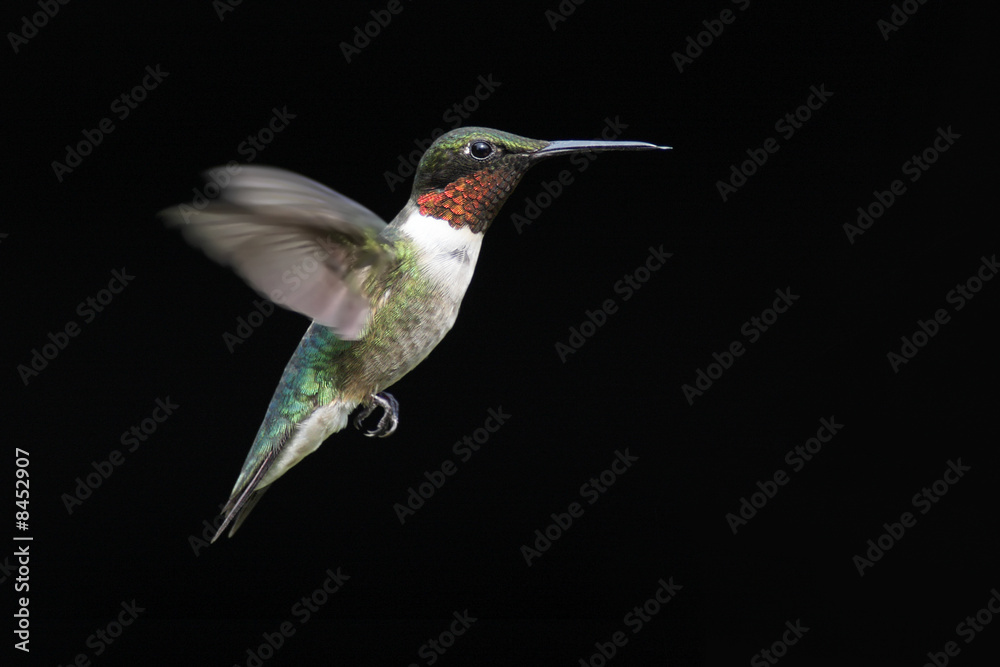 Fototapeta premium Ruby-throated Hummingbird (archilochus colubris)