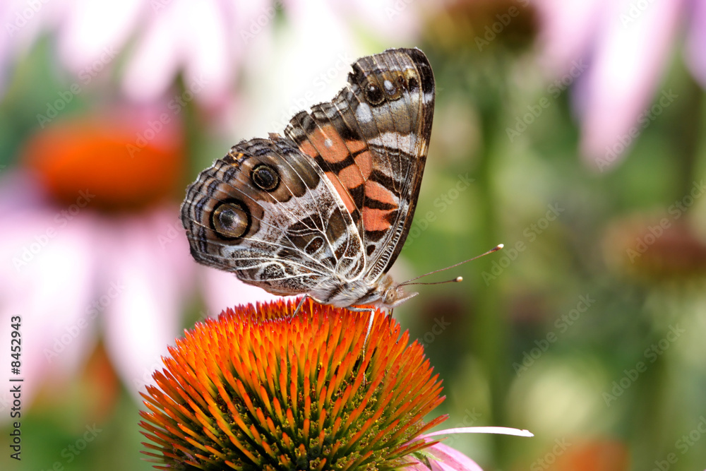 Naklejka premium American Painted Lady Butterfly (Vanessa virginiensis)