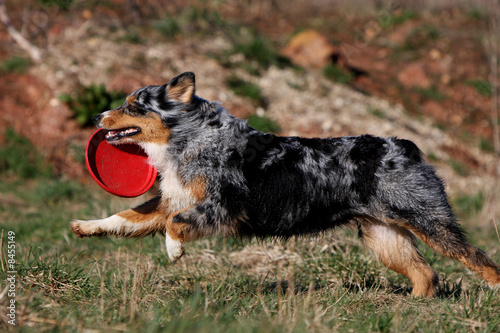 berger australien qui court avec un frisbee
