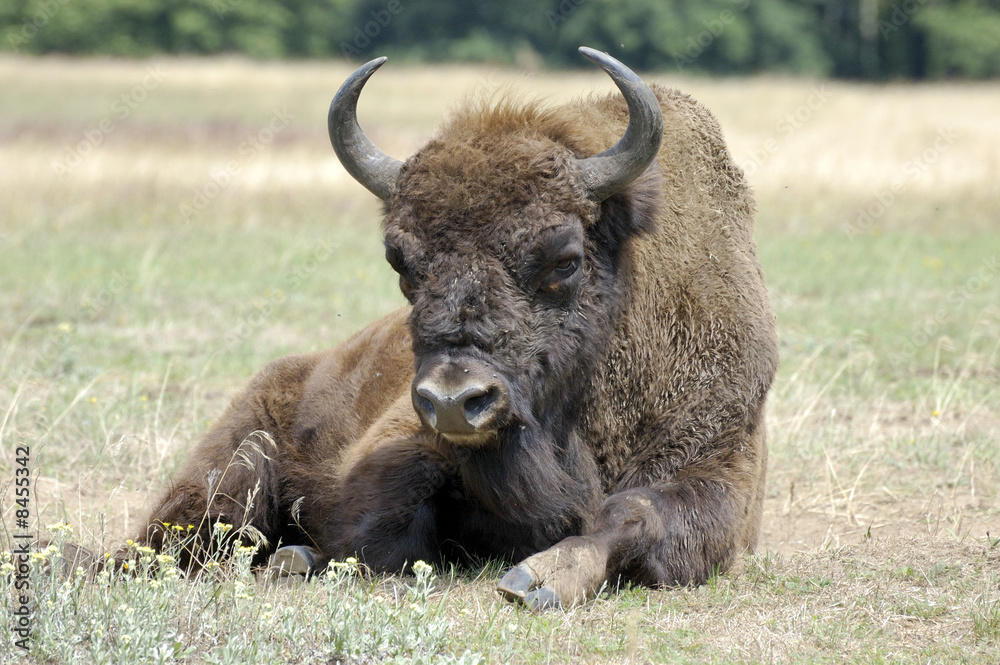 Wisent Wisent