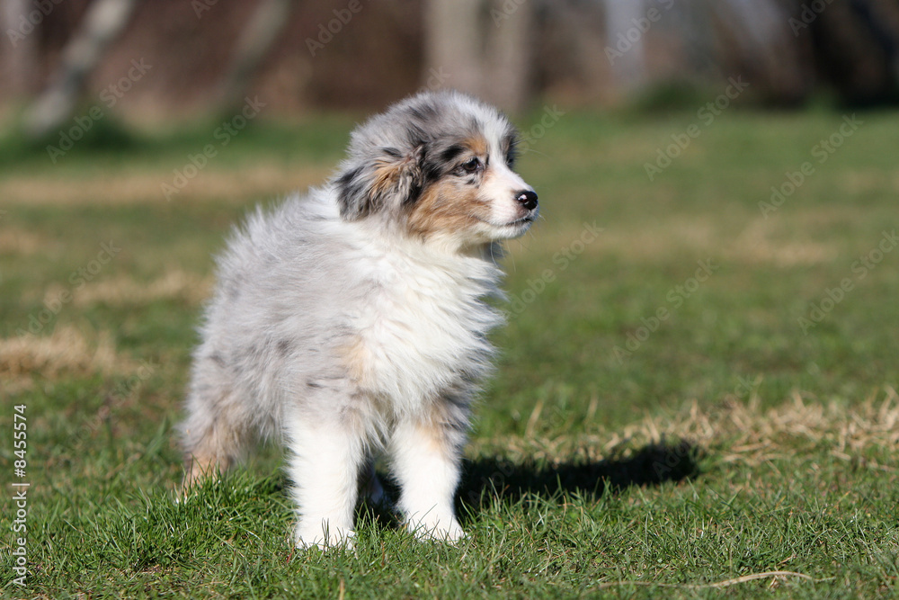 chiots berger australien