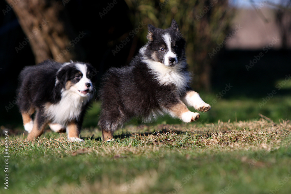 chiots berger australien