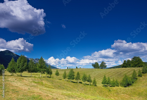 rural landscape with a row of birches