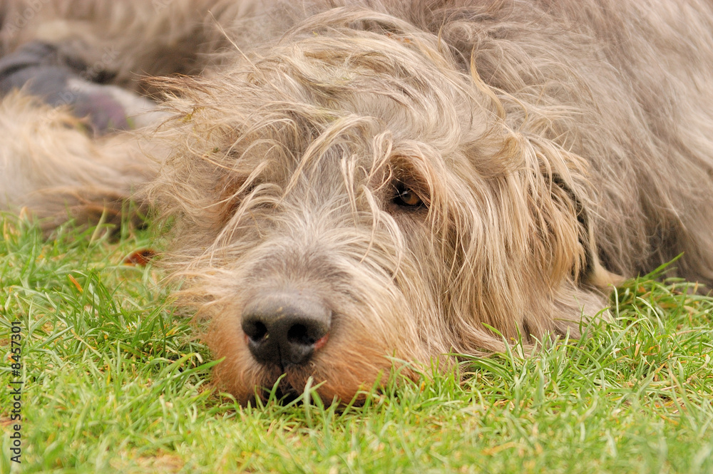 Daydreaming Wolfhound