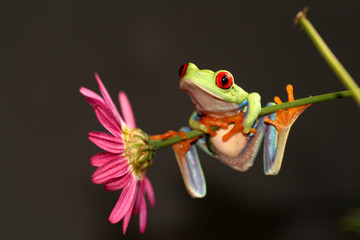 Wandcirkels Kikker Boomkikker op kleurrijke bloem  © Taboga